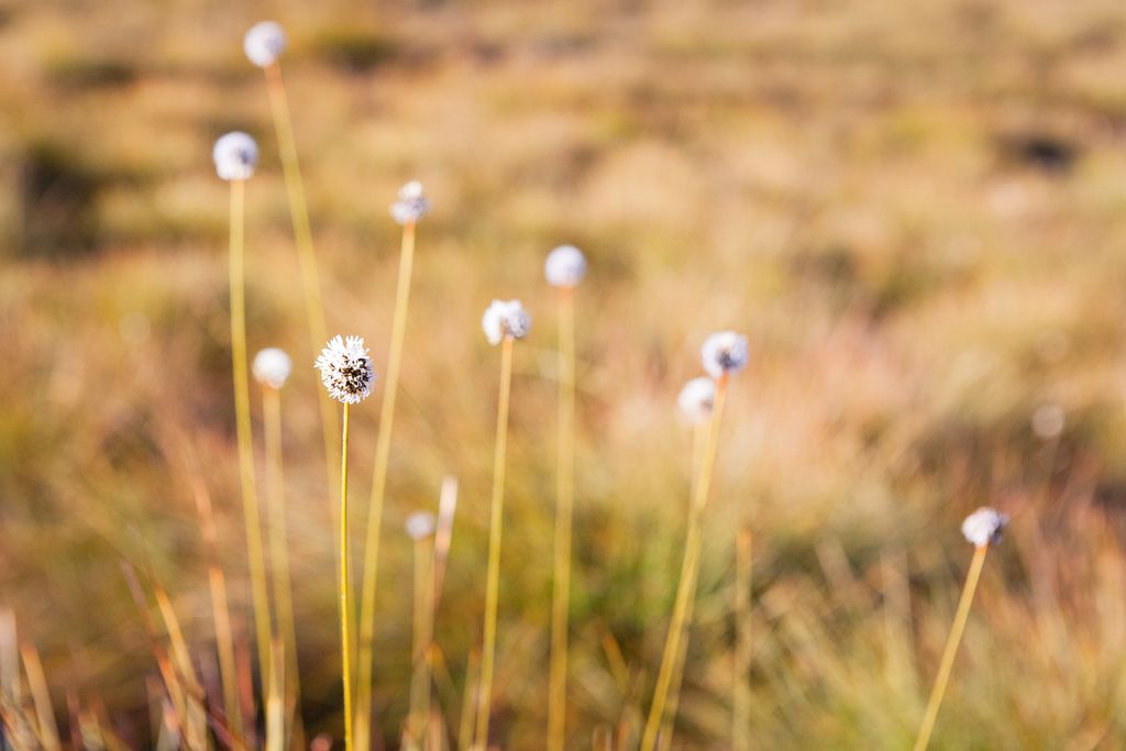 The beauty of buttongrass - Tasmanian Walking Company