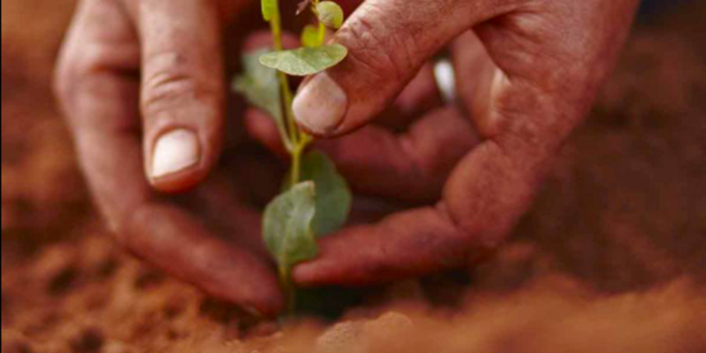 Carbon Neutral Plant-a-Tree Program